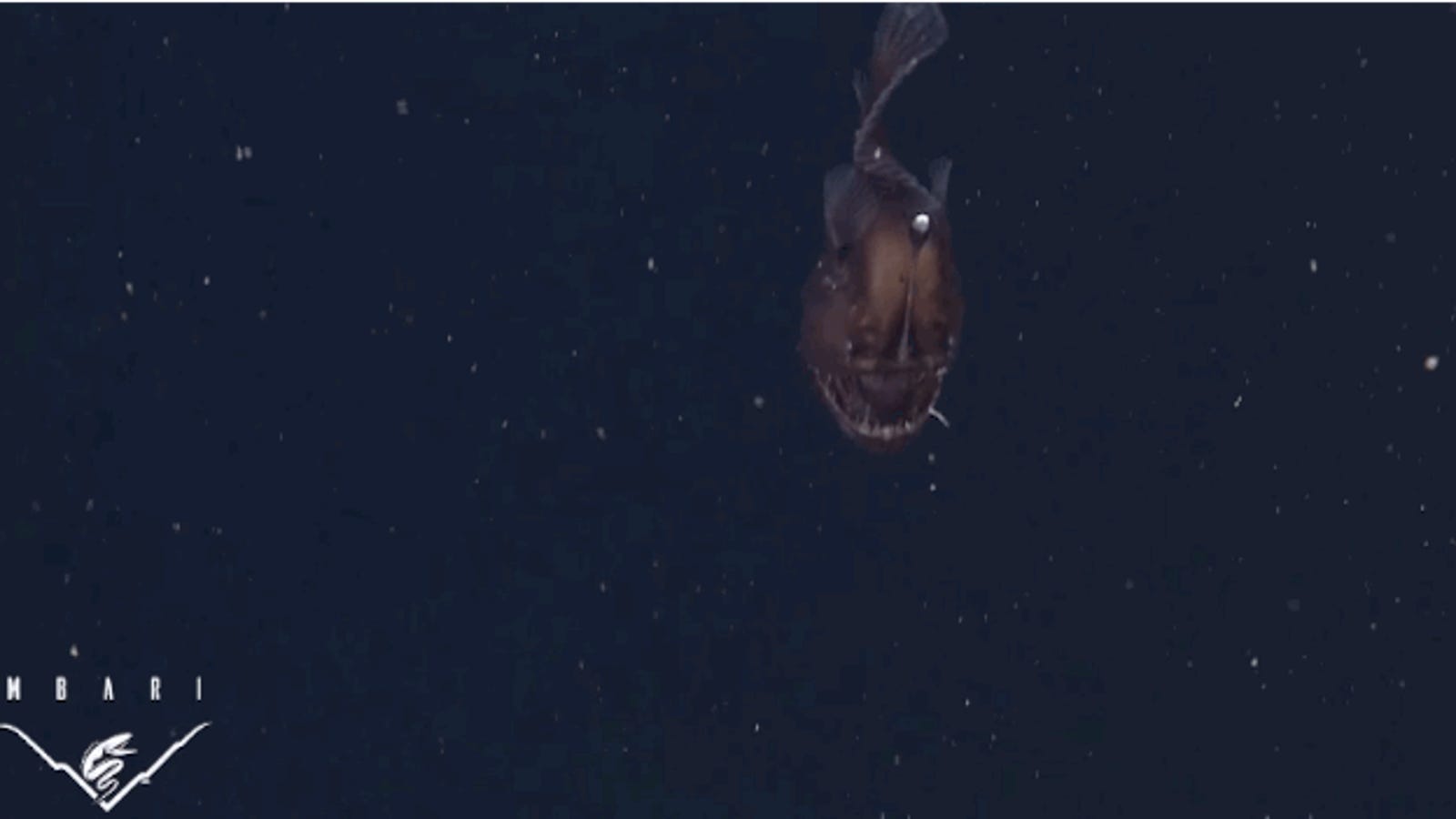 Watch The First Ever Footage Of A quot Black Seadevil quot