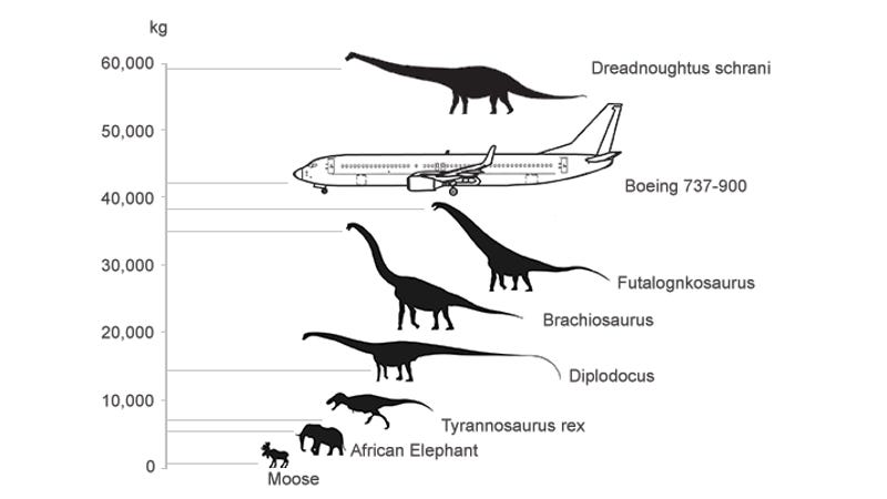 difference brontosaurus brachiosaurus
