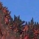 Illustration for article titled Leaked Pics of the 2016 Godzilla (link)