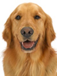 Gerald the Dog