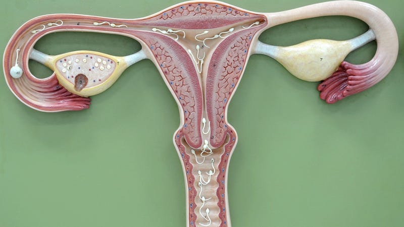 Illustration for article titled Scientists Find Golden Ratio in Your Uterus