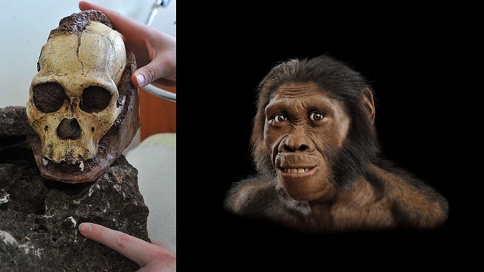 most complete fossil ever found