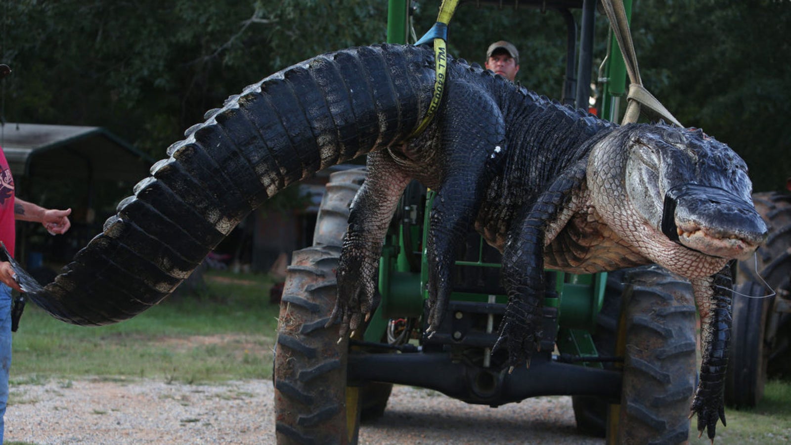 largest alligator dinosaur