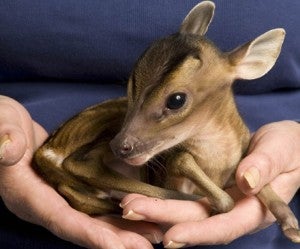 Illustration for article titled Orphaned Baby Deer Makes Us Melt • Indra Nooyi Named Most Powerful Woman By Forbes