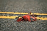 Illustration for article titled Thankfully, Simmons Picked The Cardinals