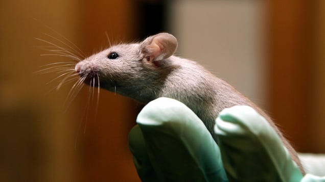 Bias Against Female Lab Animals Is Messing Up Scientific Research
