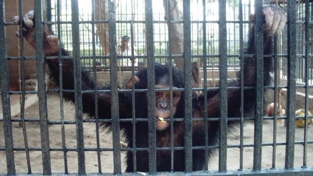 Zoos are giving chimps mental illnesses