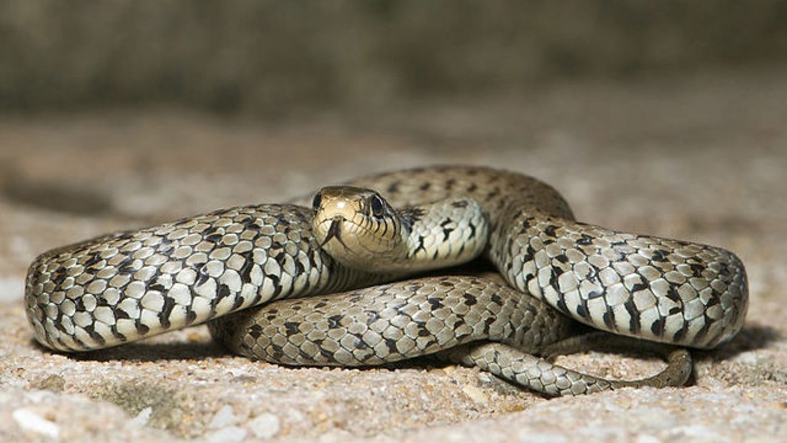 Why do snakes have a hemipenis 