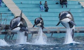 Illustration for article titled This Movie About Whales Raising A Future Olympic Swimmer Needs To Get Made Immediately