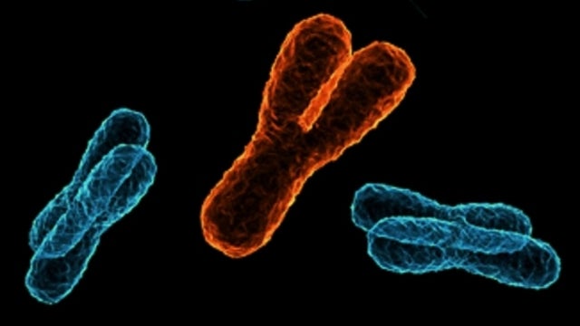 Don't Worry; Men: The Y Chromosome Isn't Dying Out