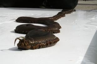 Illustration for article titled Giant Worm Not Actually Making Spice in Cornwall