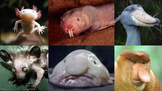 Illustration for article titled 12 Real Animals We Can't Believe Aren't Pokémon
