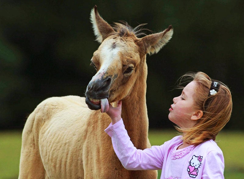 Girl Saves Lethally Ugly Pony