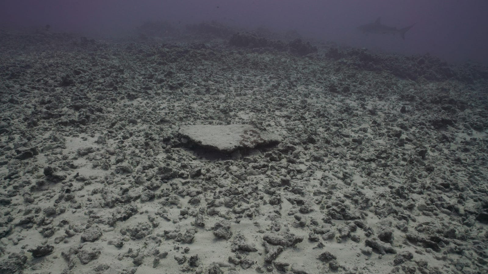 A Hurricane Obliterated Hawaii's Most Spectacular Reef