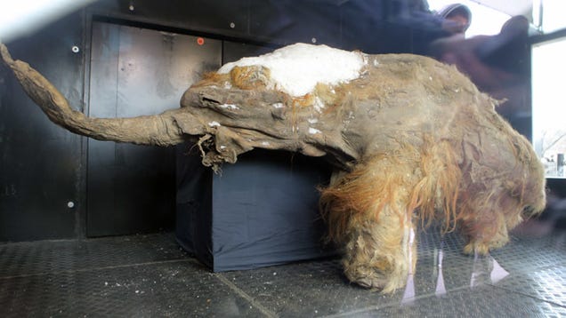 This Extraordinarily Well Preserved Mammoth Is Now On Display In Moscow