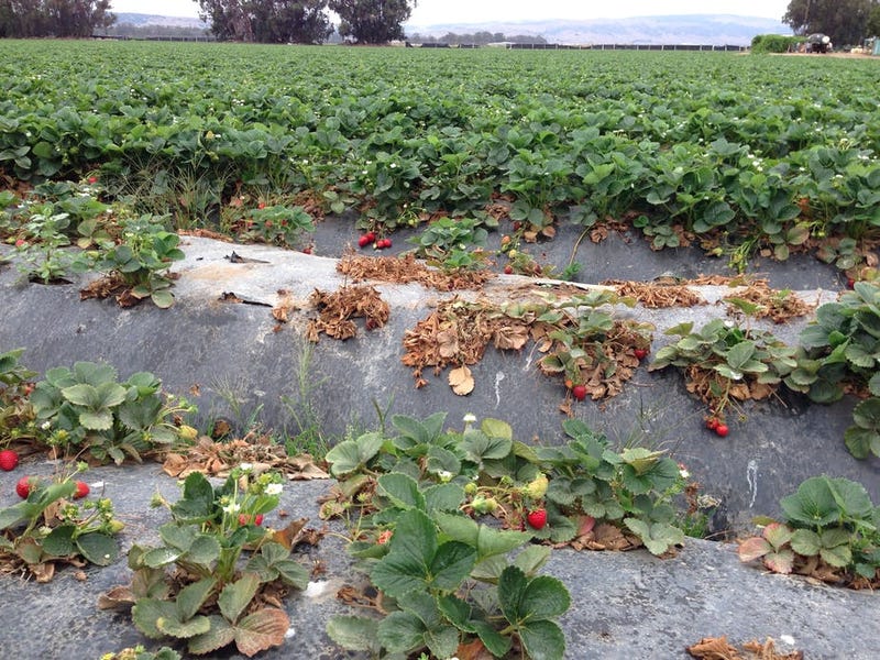 Suspected infestation of Macrophomina phaseolina, a “novel” soil pathogen, in the non-fumigated buffer zone of a strawberry field. Photo: Julie Guthman