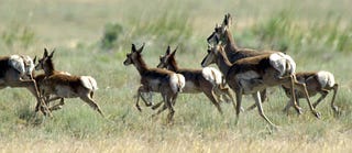Illustration for article titled Lady Antelopes Kill for Sex
