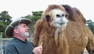 Illustration for article titled Princess The Camel, NFL Soothsayer, Picks The Giants