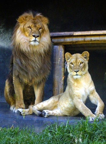 Illustration for article titled Incredibly Devoted Wildlife Activist To Live With Lions For 30 Days
