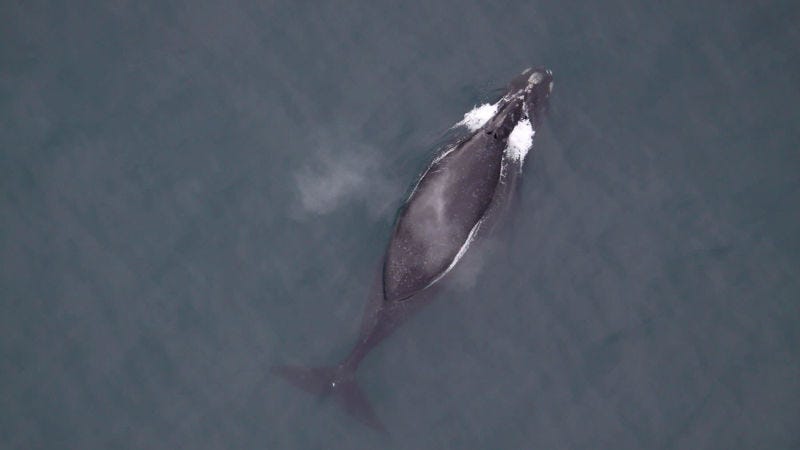 Una ballena franca al sudeste del Mar de Bering Foto: Brenda Rone (NOAA)