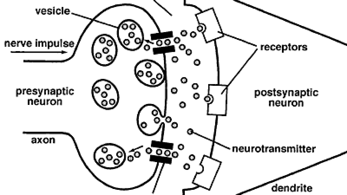 Dendrites are conductors of an electrical impulse 21 Dendrites are conductors of an electrical impulse 50