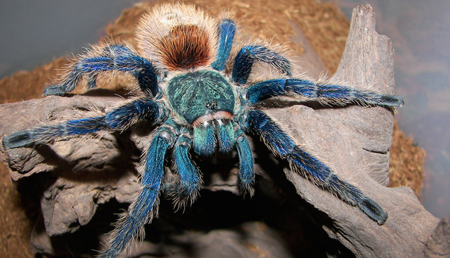 photo of We Still Don't Know Why the Heck There Are So Many Blue Tarantulas image