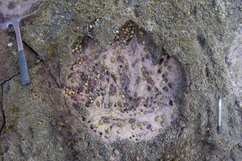 dino footprints