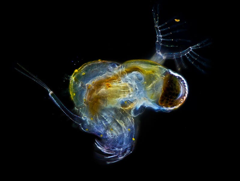 Under a microscope, the smallest animals on Earth become beautiful ...