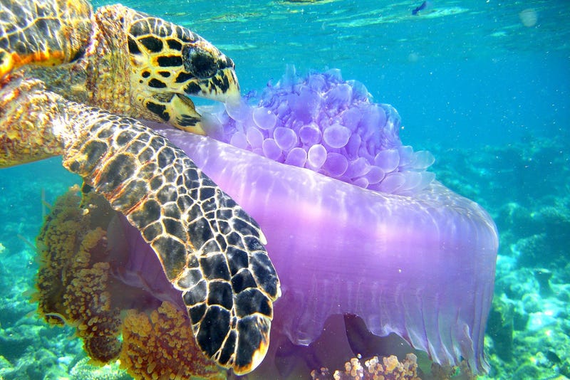Illustration for article titled The Best Biology Photos Of 2014 Will Take You To Another World