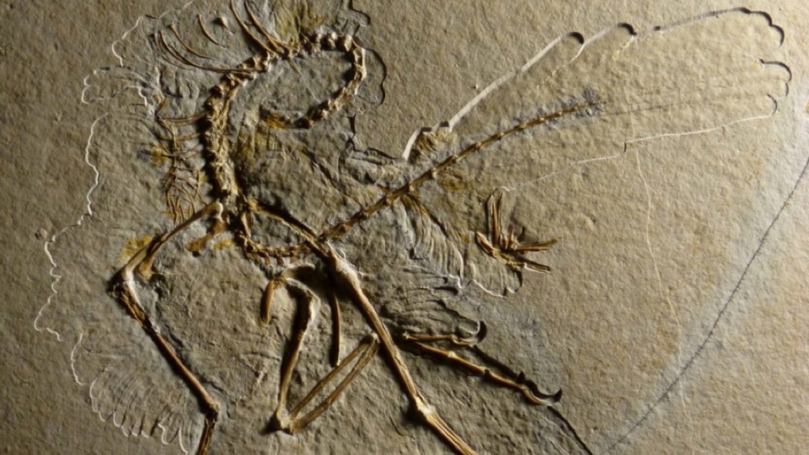 the archaeopteryx fossil