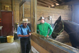 Illustration for article titled Heartwarmer of the Day: The Amish and Rescue Horses