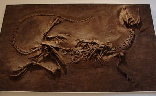 dilophosaurus fossil for sale