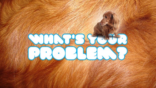 How Do I Deal With Pet Hair Getting Everywhere?