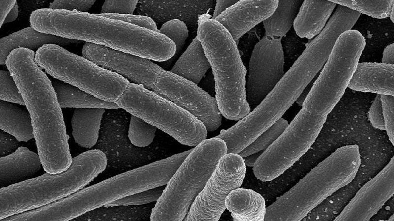 E. coli, one of the many bacterial species found in the human gut.