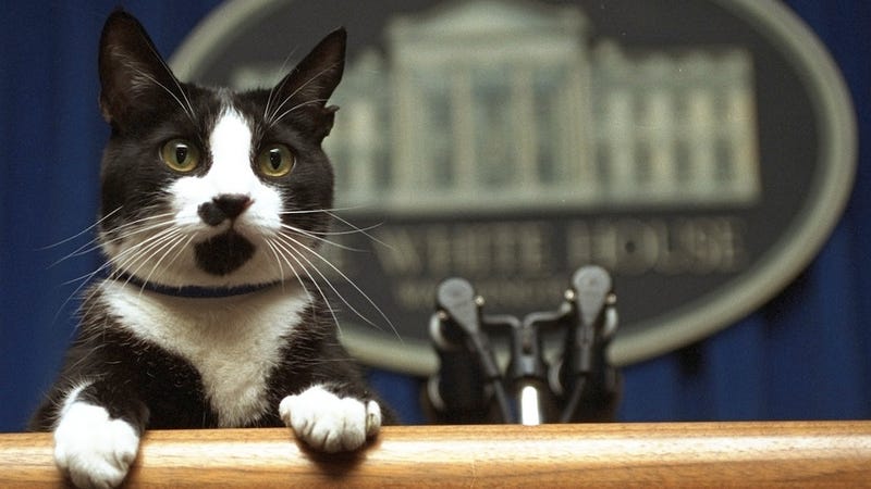 Illustration for article titled There's Been a Secret White House Cat for Years