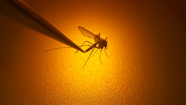 Mosquitos Are Moving to Higher Elevations—and So Is Malaria