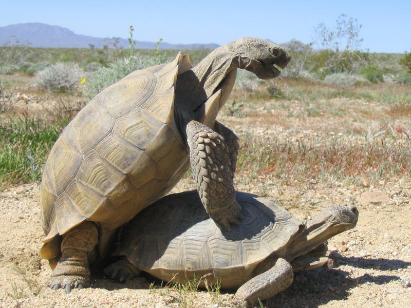 analysis of the tortoise and the The story “the tortoise and the hare” shows us that even if a person has a natural disadvantage in a challenge he or she can still succeed if they work hard and. analysis of the tortoise and the The story “the tortoise and the hare” shows us that even if a person has a natural disadvantage in a challenge he or she can still succeed if they work hard and.