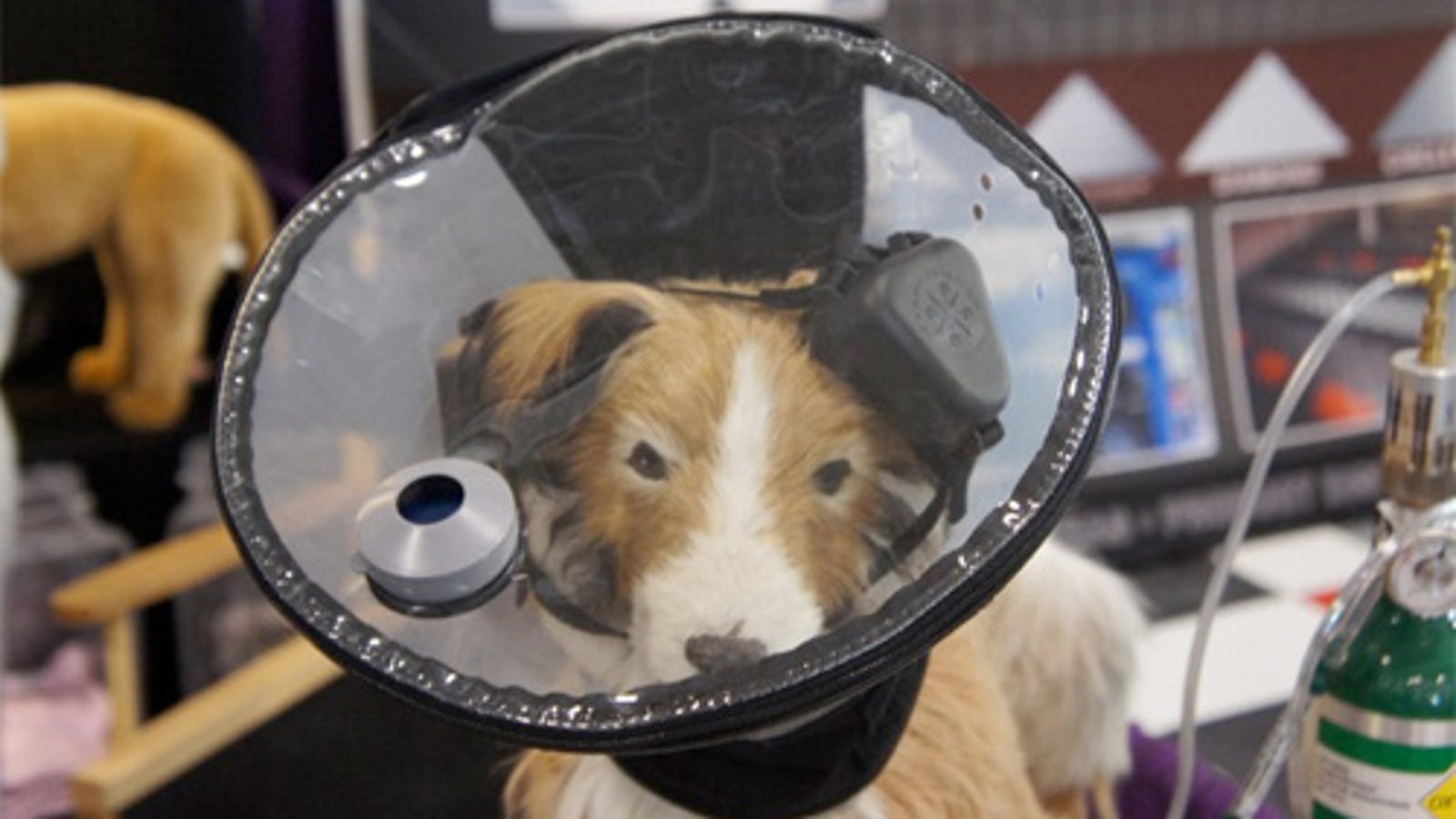 Because Dogs Need The Occasional Oxygen Boost When Flying Too