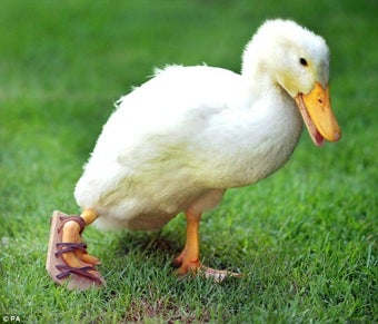 Illustration for article titled Unlucky Duck Gets Orthopedic Sandal • Overuse Of IVF Due To Sexism?