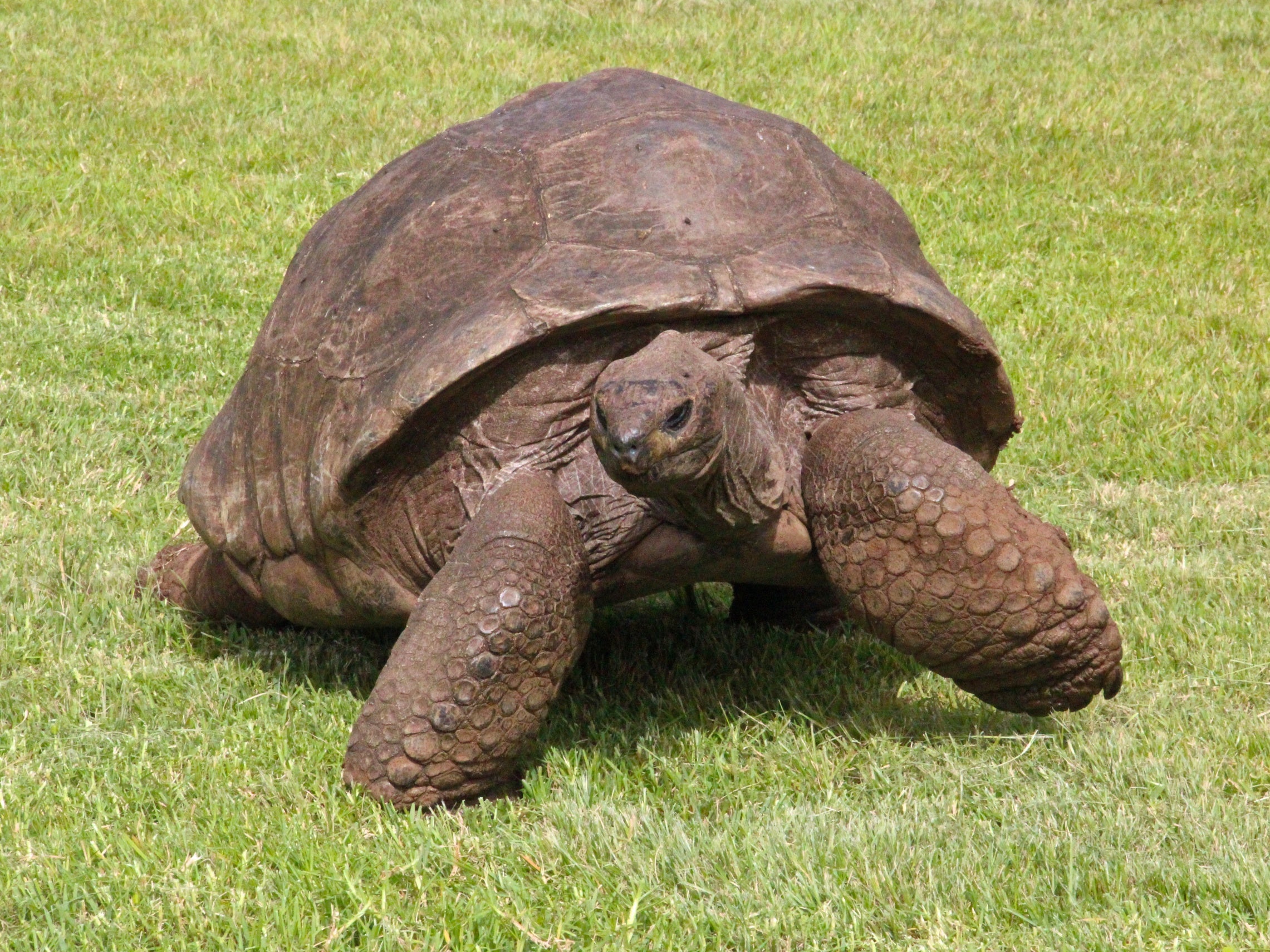 Marvelous Meet Jonathan, The Oldest Tortoise On Earth