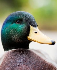 A Duck