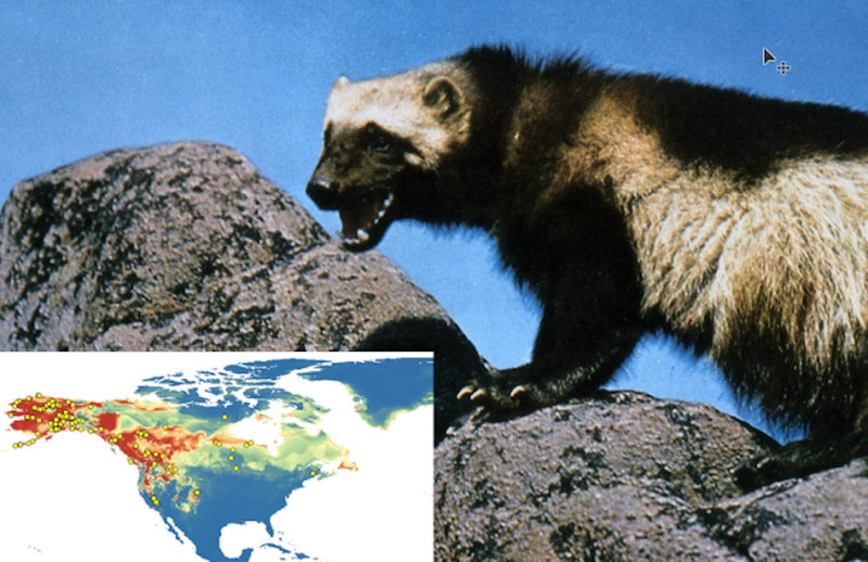 These Maps Predict Where Animals of the Future Will Make Their Homes