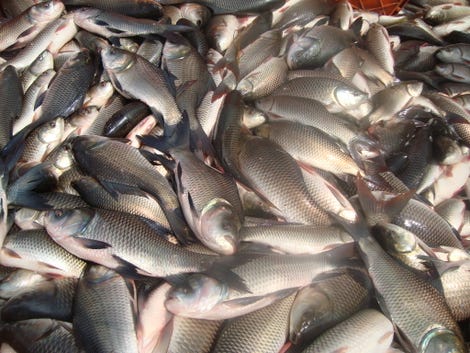 Illustration for article titled Know Your Choice And Buy Freshwater Fish Online