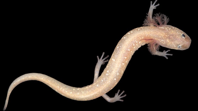 Ada Dunia Tersembunyi Salamander Yang Hidup Di Bawah Texas