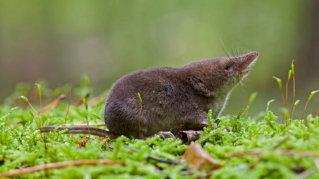 shrews-shrink-their-heads-to-survive-winter-gizmodo-bloglovin