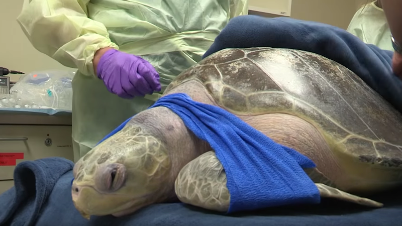 Tucker the Turtle Can't Fart, Gets Treated For the Bends