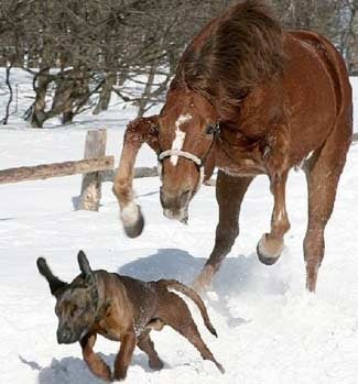 Illustration for article titled When The Horses Unite, All Will Fall