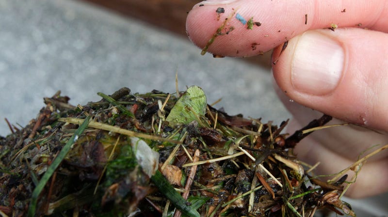 Illustration for article titled Tampa Bay's Water Is Home to More Than 4 Billion Bits of Microplastic, Study Finds