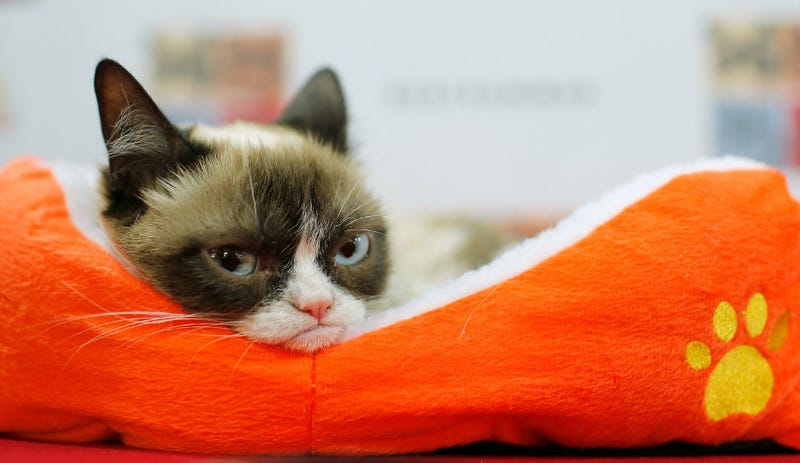 Illustration for article titled Peer Into Grumpy Cat's Soul and Caption This Photo
