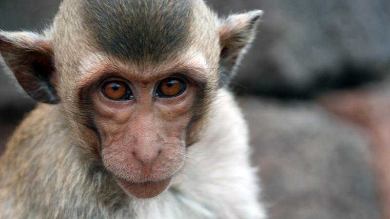 Scientists Claim to Perform Head Transplant on Monkey, Experts Say Prove It